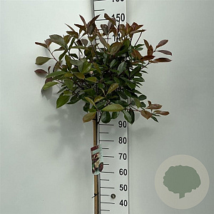 Photinia fraseri 'Red Robin' 90 cm stam 10L