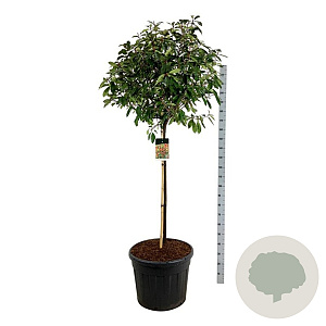 Photinia fraseri 'Red Robin' 120 cm stam cont. 90L extra