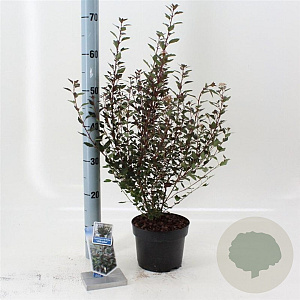 Physocarpus opulif. Little Joker 25-30 cm 2,0L