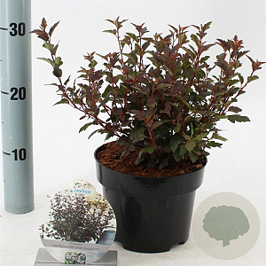 Physocarpus opulif. Little Joker 25-30 cm 2,0L
