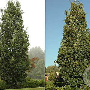 Quercus bimundorum 'Crimschmidt' 14-16 HO draadkluit geveerd 3 X verplant