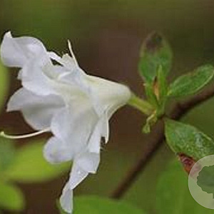 Rhododendron (AJ) 'Adonis' 50-60 cm 20L