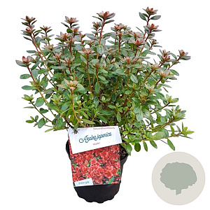 Rhododendron (AJ) 'Aladdin' 20-25 cm 2,0L