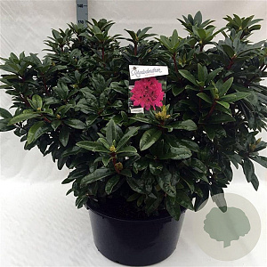 Rhododendron 'Anah Kruschke' 80-100 cm cont. 80L