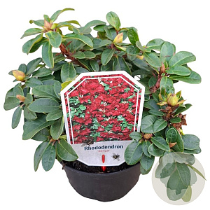 Rhododendron (F) 'Bengal' 25-30 cm 3,5L