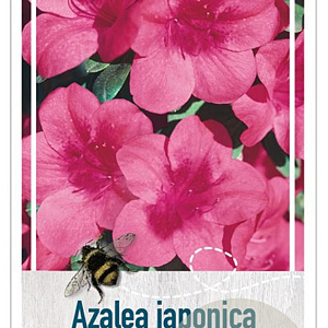 Rhododendron (AJ) 'Conny' 25-30 cm 4,0L