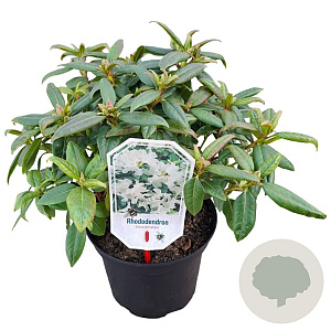 Rhododendron 'Dora Amateis' 25-30 cm 3,5L