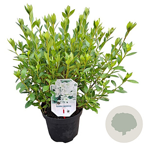 Rhododendron (AJ) 'Mémé' 20-25 cm 2,0L