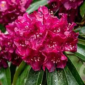 Rhododendron 'Old Port' 60-70 cm 20L