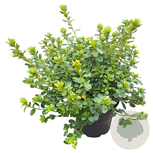 Rhododendron (AJ) 'Pleasant White' 25-30 cm 4,0L