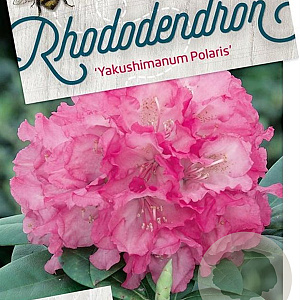 Rhododendron (Y) 'Polaris' 40-50 cm 20L