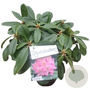Rhododendron 'Scintillation' 30-40 cm 5,0L struik