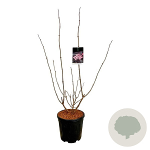 Sambucus nigra Black Lace 80-100 cm 15L