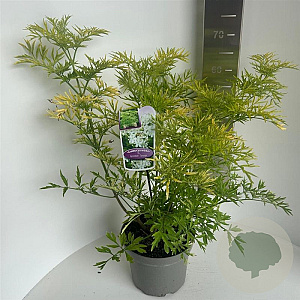 Sambucus nigra Golden Tower 40-50 cm 5,0L