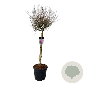 Syringa Bloomerang Dark Purple 90 cm stam 30L