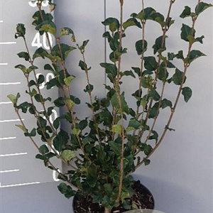 Syringa meyeri 'Palibin' 50-60 cm 5,0L