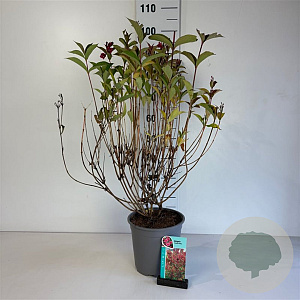Weigela 'Bristol Ruby' 50-60 cm 6,5L