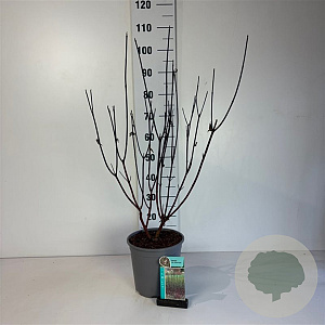 Cornus alba 'Kesselringii' 60-80 cm cont. 65L