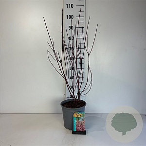 Cornus alba Miracle 60-80 cm cont. 65L