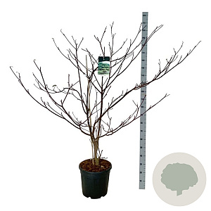 Cornus controversa 'Pagoda' 150-175 cm 30L extra