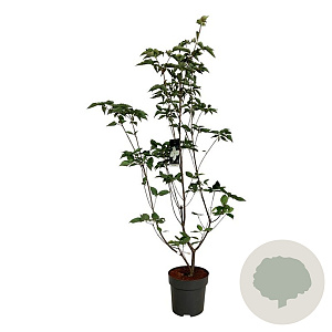 Cornus kousa 'Venus' 150-175 cm 15L