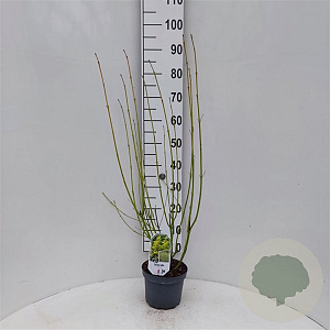 Cornus sericea 'Flaviramea' 40-60 cm 3,0L