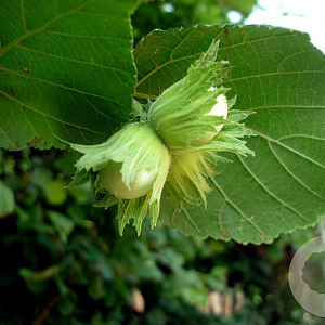 Corylus 'Gustav's Zeller' 10-12 HO cont. 90L