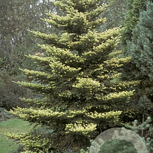 Abies k. 'Aurea' 20-25 cm 2,0L
