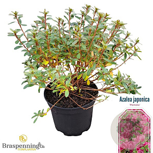 Azalea (J) 'Momoko' 20-25 cm 2,0L