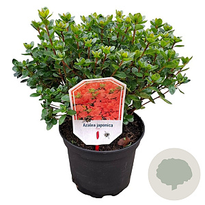 Azalea (J) 'Rex' 20-25 cm 2,0L