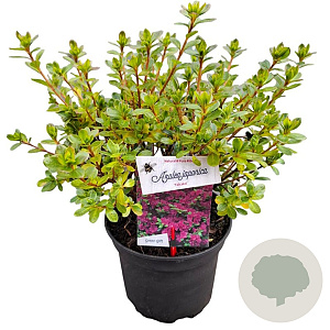 Azalea (J) 'Takako' 20-25 cm 2,0L