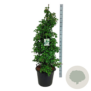 Hydrangea petiolaris 125-150 cm cont. 55L extra