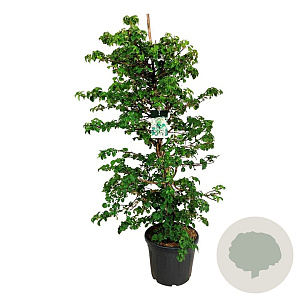 Hydrangea petiolaris 150-175 cm cont. 55L extra