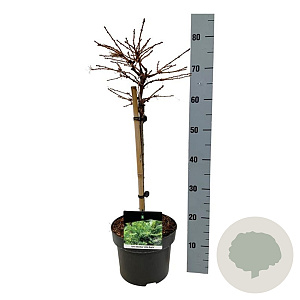 Larix decidua 'Little Bogle' 40 cm stam 5,0L