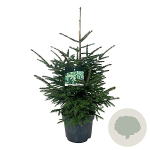 Picea orientalis 'Aureospicata' 60-80 cm P26