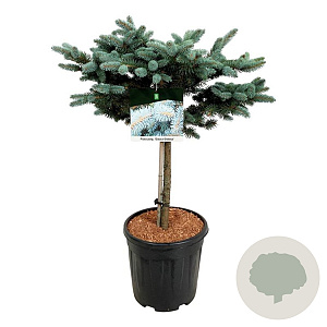 Picea pungens 'Glauca Globosa' 40 cm stam 15L kroon 50-60