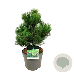 Pinus heldreichii 'Compact Gem' 30-40 cm 7,5L