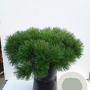 Pinus mugo 100-120 cm draadkluit extra
