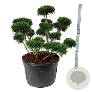 Pinus mugo 'Gnom' 100-125 cm cont. 230L bonsai