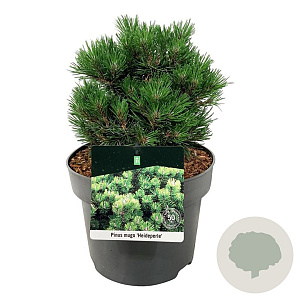 Pinus mugo 'Heideperle' 15-20 cm