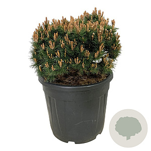 Pinus mugo 'Heideperle' 40-50 cm 30L extra