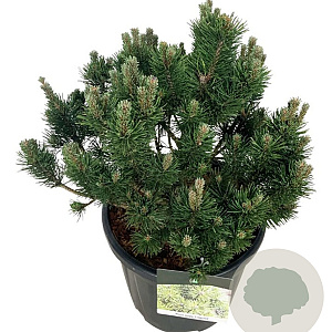 Pinus mugo 'Limerick' 40-50 cm 30L extra