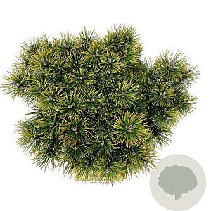 Pinus mugo 'Ophir' 30-40 cm 15L
