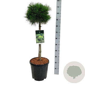 Pinus mugo 'Varella' 60 cm stam 15L