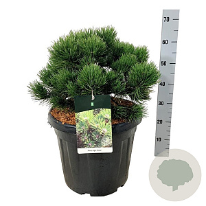 Pinus nigra 'Nana' 40-50 cm 30L extra