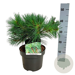 Pinus strobus 'Minima' 25-30 cm