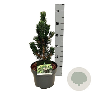 Pinus thunbergii 'Kotobuki' 30-40 cm 4,5L