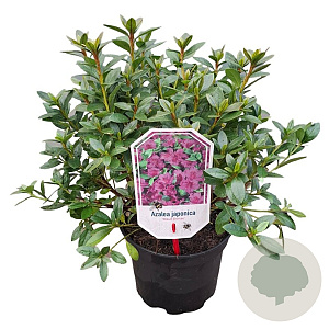 Rhododendron 'Blaue Donau' 20-25 cm 2,0L