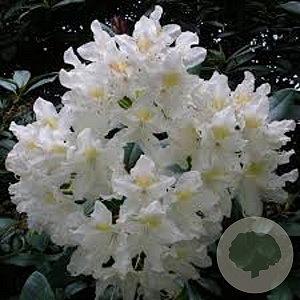 Rhododendron 'Cunningham Fat Boy' 60-70 cm 20L