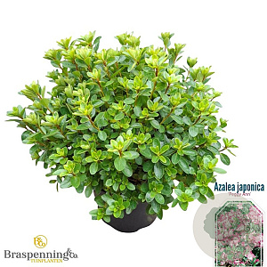 Rhododendron (AJ) 'Peggy Ann' 25-30 cm 4,0L